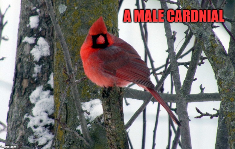 A MALE CARDNIAL | made w/ Imgflip meme maker