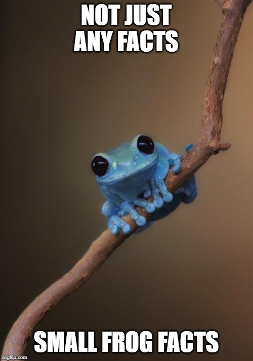 small fact frog | NOT JUST ANY FACTS SMALL FROG FACTS | image tagged in small fact frog | made w/ Imgflip meme maker