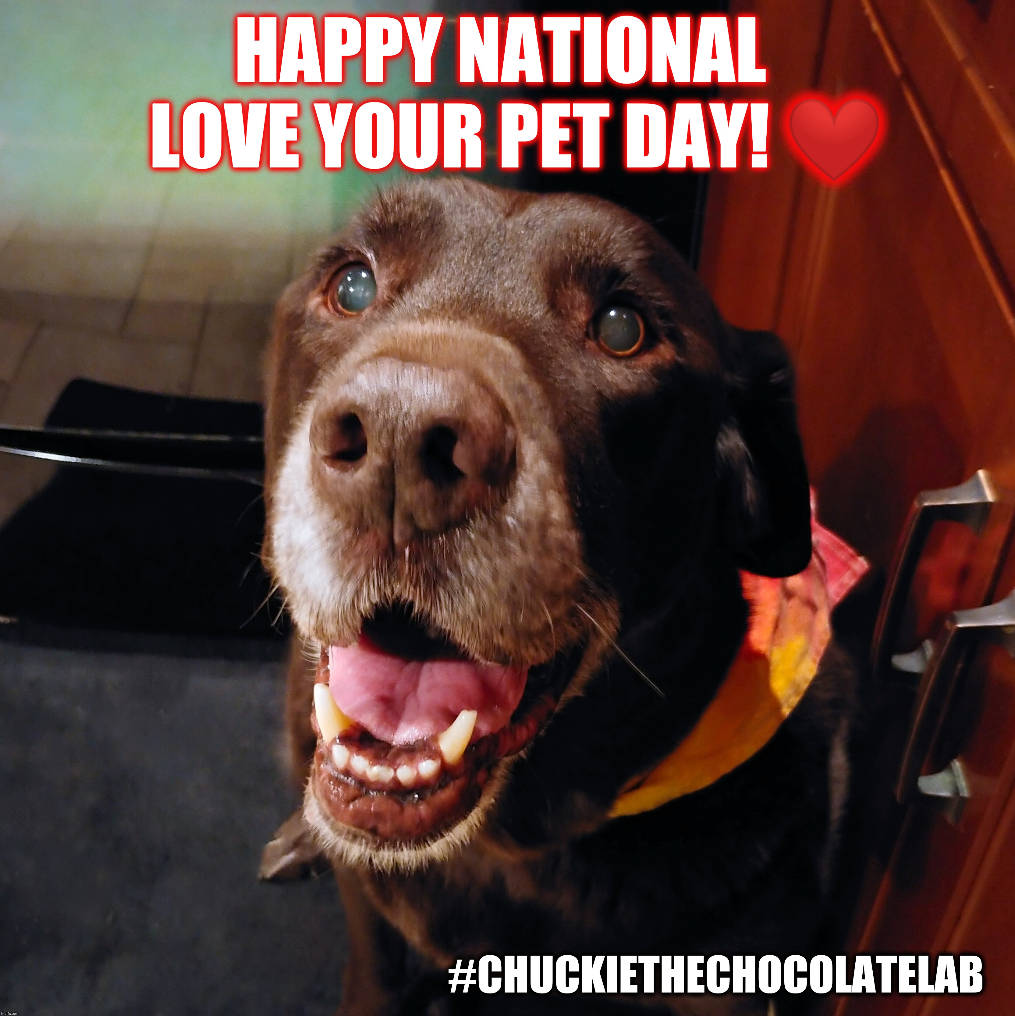 Happy National Love Your Pet Day! | HAPPY NATIONAL; LOVE YOUR PET DAY! ❤️; #CHUCKIETHECHOCOLATELAB | image tagged in chuckie the chocolate lab,love your pet,pets,dogs,cute | made w/ Imgflip meme maker
