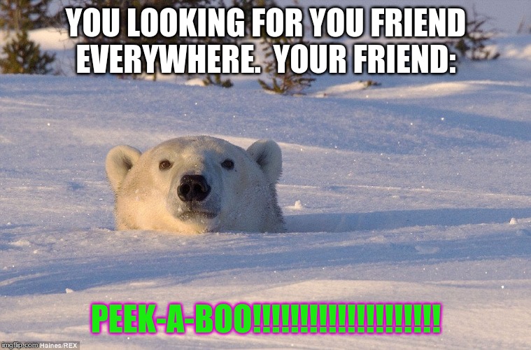 Peeka-boo polar bear | YOU LOOKING FOR YOU FRIEND EVERYWHERE.  YOUR FRIEND:; PEEK-A-BOO!!!!!!!!!!!!!!!!!!!! | image tagged in so true | made w/ Imgflip meme maker