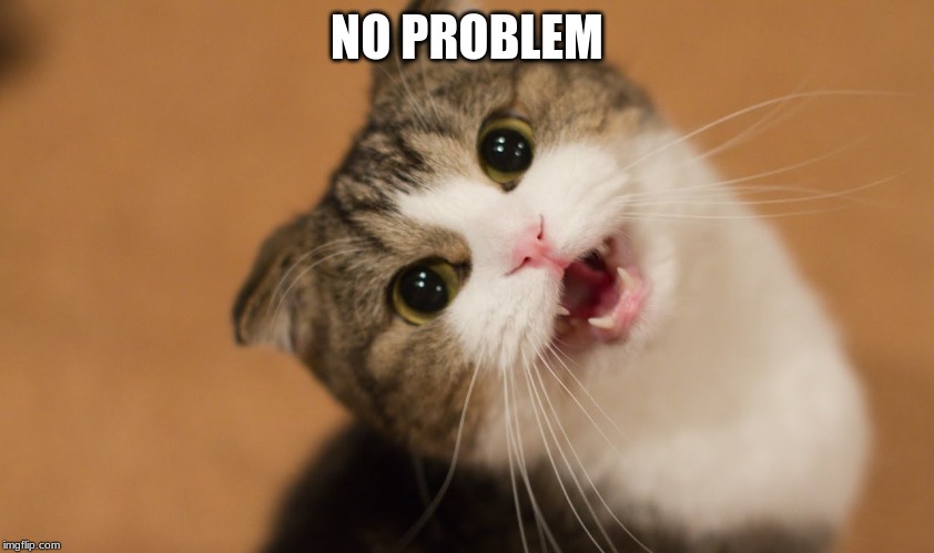 no problem cat | NO PROBLEM | image tagged in no problem cat | made w/ Imgflip meme maker