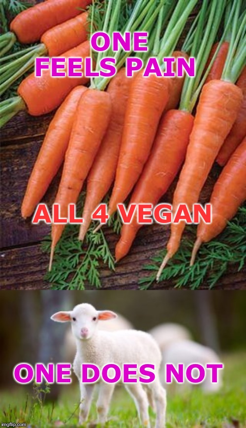 ONE FEELS PAIN; ALL 4 VEGAN; ONE DOES NOT | image tagged in vegan | made w/ Imgflip meme maker
