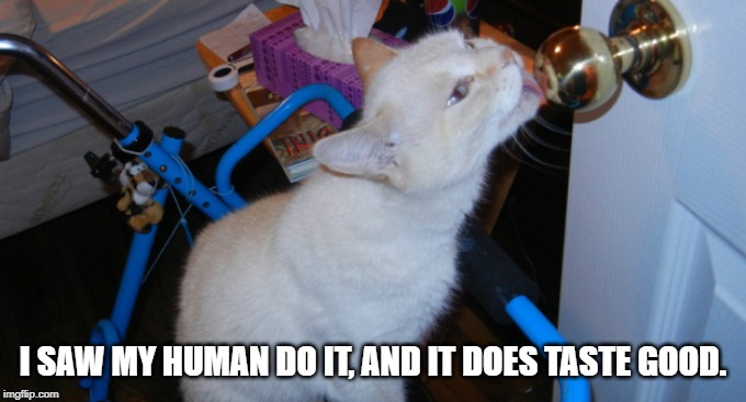I SAW MY HUMAN DO IT, AND IT DOES TASTE GOOD. | made w/ Imgflip meme maker