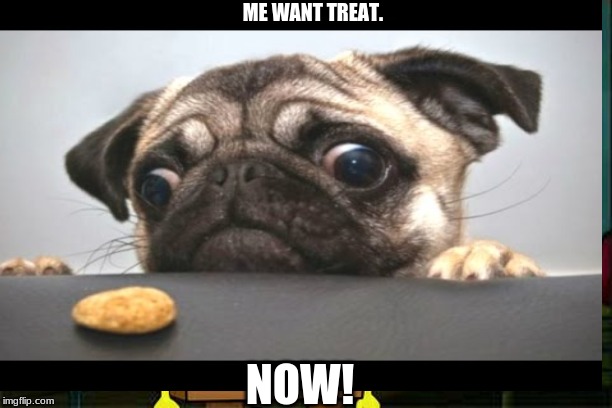 pugy | ME WANT TREAT. NOW! | image tagged in pugs | made w/ Imgflip meme maker