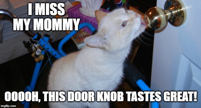 licking door knob | I MISS MY MOMMY; OOOOH, THIS DOOR KNOB TASTES GREAT! | image tagged in cat humor,licking door knob,missing mommy | made w/ Imgflip meme maker
