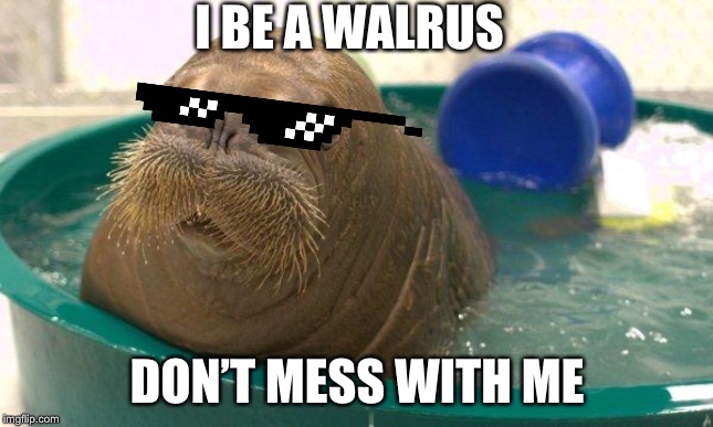 shocked baby walrus | I BE A WALRUS; DON’T MESS WITH ME | image tagged in shocked baby walrus | made w/ Imgflip meme maker