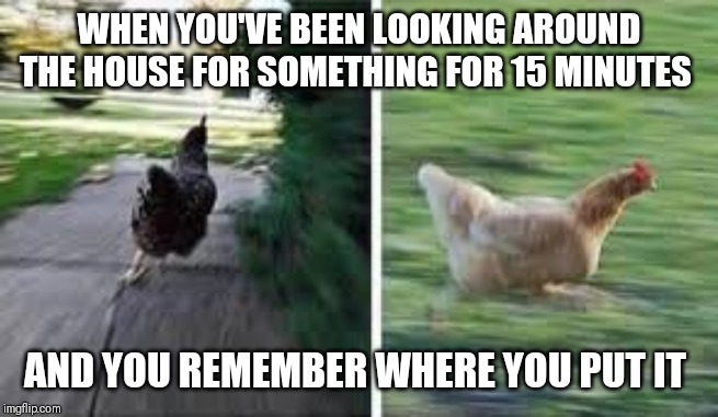 running chicken | WHEN YOU'VE BEEN LOOKING AROUND THE HOUSE FOR SOMETHING FOR 15 MINUTES; AND YOU REMEMBER WHERE YOU PUT IT | image tagged in running chicken,chicken,running,lost,found,lost and found | made w/ Imgflip meme maker