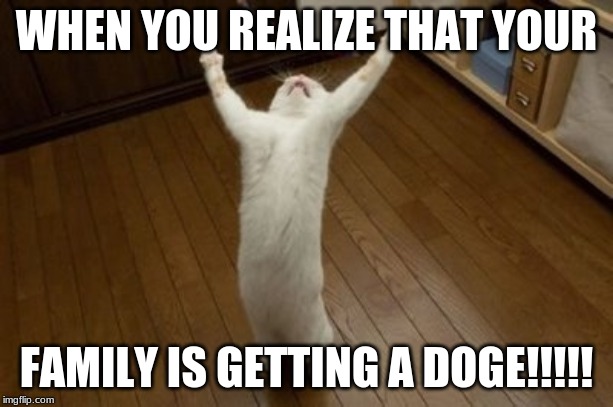 Why Why Why Funny Cat | WHEN YOU REALIZE THAT YOUR; FAMILY IS GETTING A DOGE!!!!! | image tagged in why why why funny cat | made w/ Imgflip meme maker