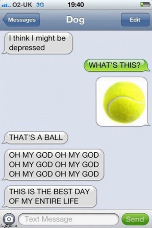 LOL!! I was tricked for a moment! | image tagged in dogs,funny,text message,funny texts,illusion 100 | made w/ Imgflip meme maker