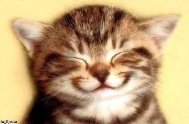 Happy Kitten | image tagged in happy kitten | made w/ Imgflip meme maker