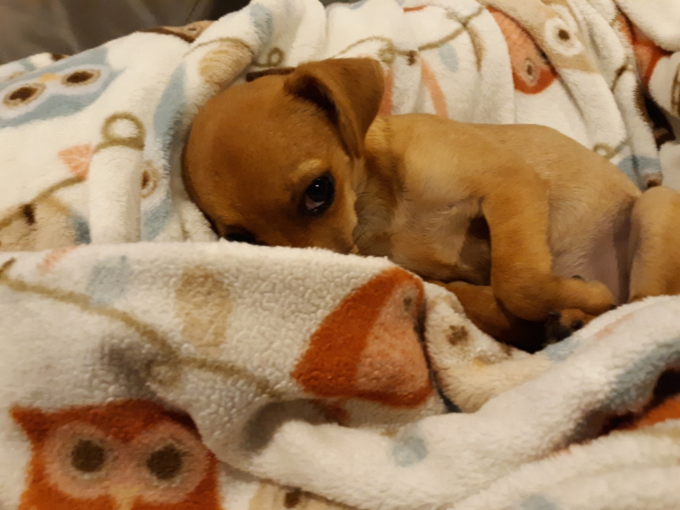 Willow Blank Meme Template