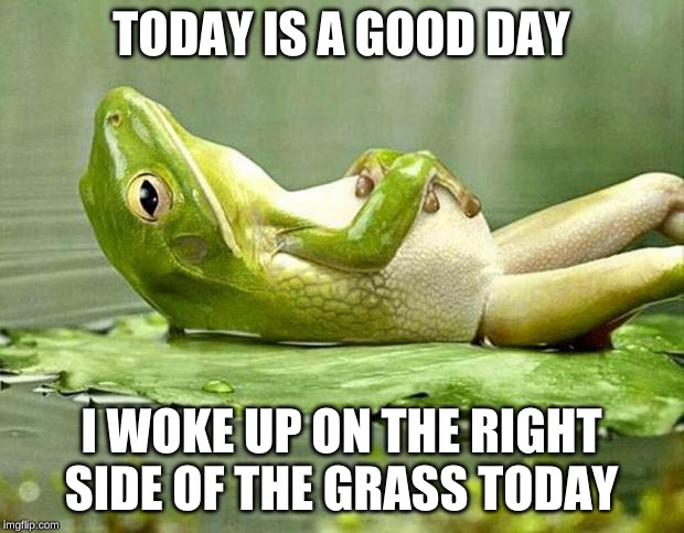 Lazy frog | TODAY IS A GOOD DAY; I WOKE UP ON THE RIGHT SIDE OF THE GRASS TODAY | image tagged in lazy frog | made w/ Imgflip meme maker