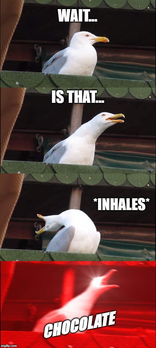 Chocolate | WAIT... IS THAT... *INHALES*; CHOCOLATE | image tagged in memes,inhaling seagull | made w/ Imgflip meme maker