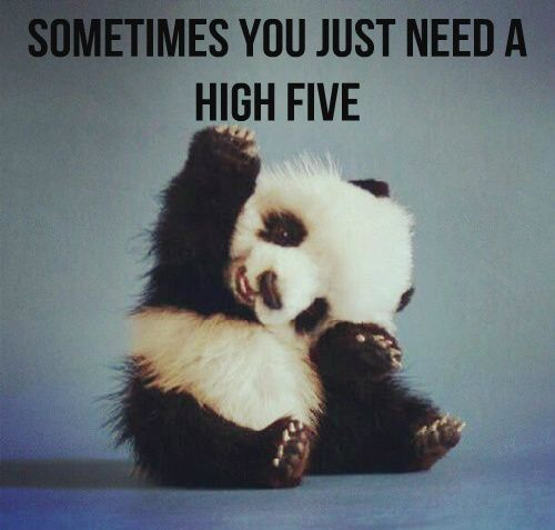 panda high five Blank Meme Template