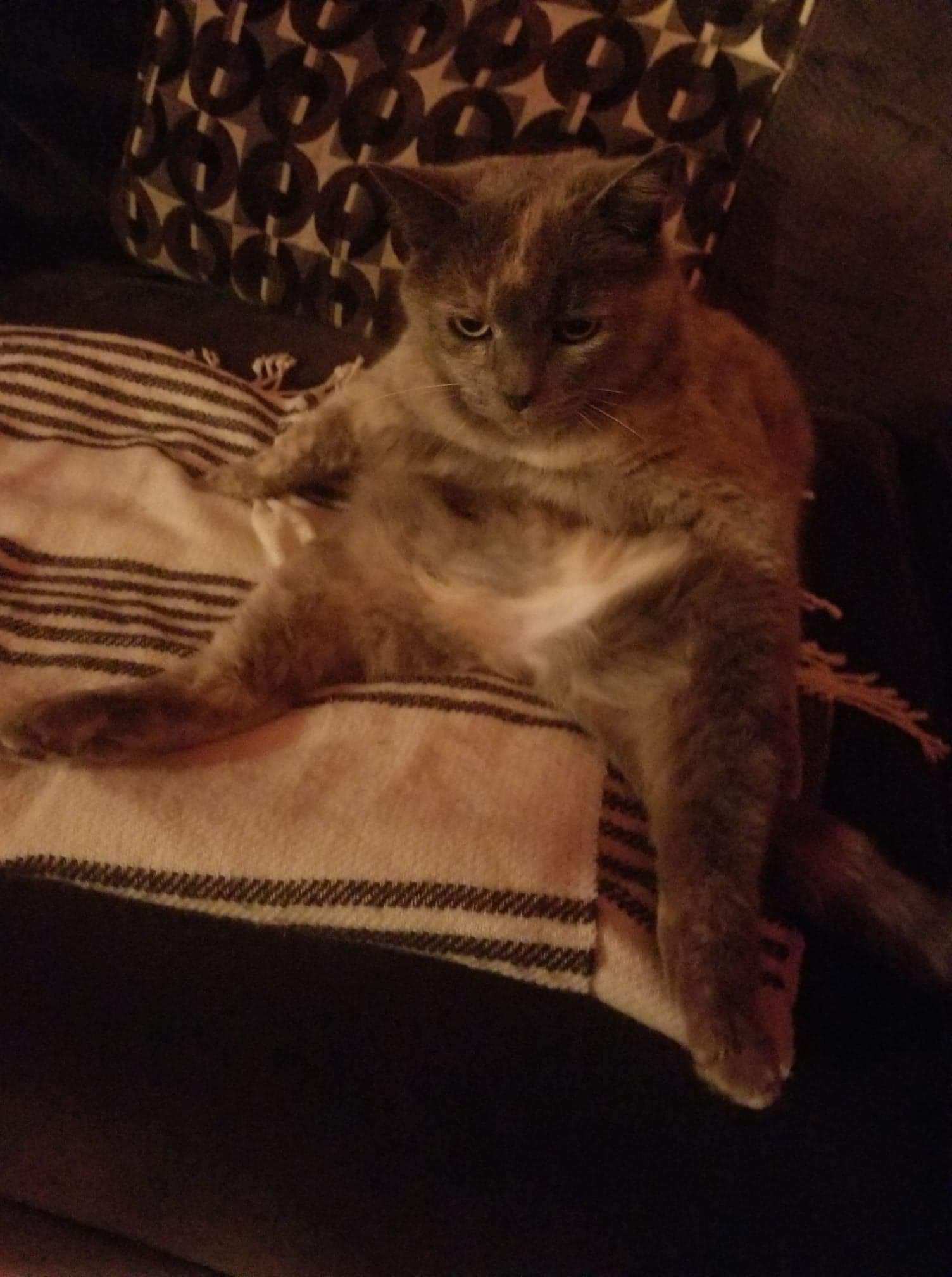 Human cat Blank Meme Template