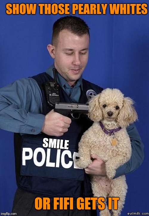 OR ELSE | SMILE SHOW THOSE PEARLY WHITES OR FIFI GETS IT | image tagged in or else | made w/ Imgflip meme maker