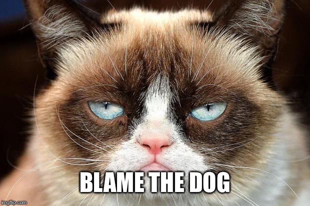 Grumpy Cat Not Amused Meme | BLAME THE DOG | image tagged in memes,grumpy cat not amused,grumpy cat | made w/ Imgflip meme maker