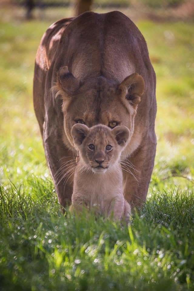 Lioness and cub Blank Meme Template