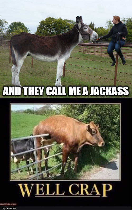 AND THEY CALL ME A JACKASS | made w/ Imgflip meme maker