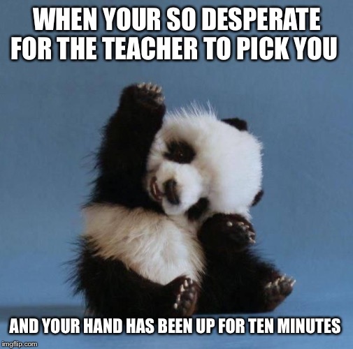 Panda | WHEN YOUR SO DESPERATE FOR THE TEACHER TO PICK YOU; AND YOUR HAND HAS BEEN UP FOR TEN MINUTES | image tagged in panda | made w/ Imgflip meme maker