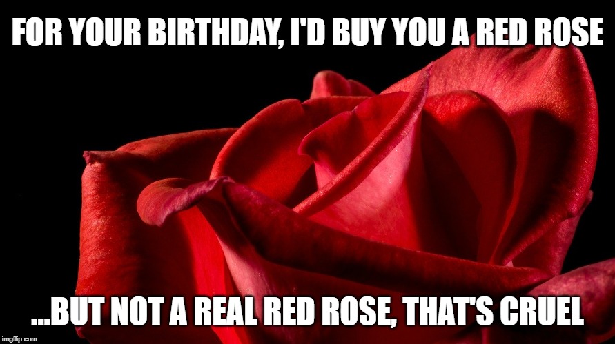 Red Rose | FOR YOUR BIRTHDAY, I'D BUY YOU A RED ROSE; ...BUT NOT A REAL RED ROSE, THAT'S CRUEL | image tagged in red rose | made w/ Imgflip meme maker
