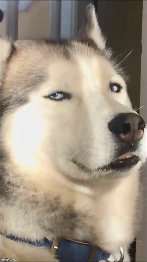 Funny photo we took of our dog | made w/ Imgflip meme maker