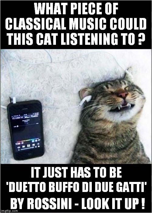 Love Classical Music - Meow ! | WHAT PIECE OF CLASSICAL MUSIC COULD THIS CAT LISTENING TO ? 'DUETTO BUFFO DI DUE GATTI'; IT JUST HAS TO BE; BY ROSSINI - LOOK IT UP ! | image tagged in fun,classical music,cat | made w/ Imgflip meme maker