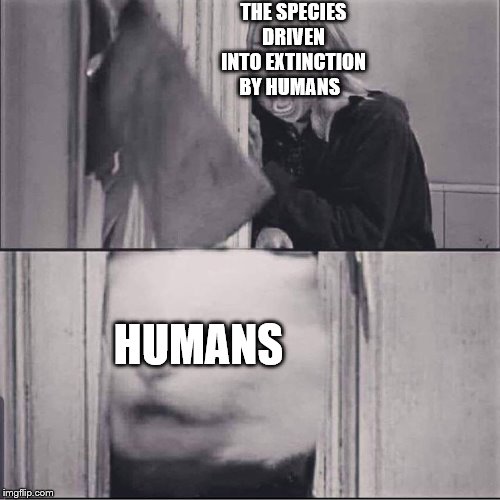 woman yells are shining | THE SPECIES DRIVEN INTO EXTINCTION BY HUMANS; HUMANS | image tagged in woman yells are shining | made w/ Imgflip meme maker