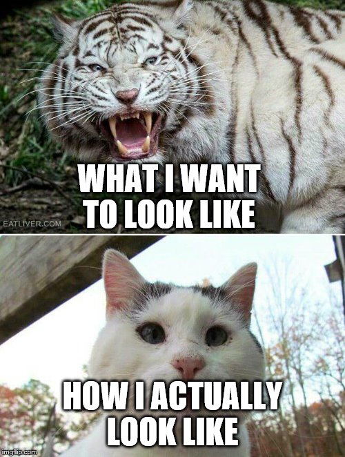 Tiger cat |  WHAT I WANT TO LOOK LIKE; HOW I ACTUALLY LOOK LIKE | image tagged in tiger cat | made w/ Imgflip meme maker