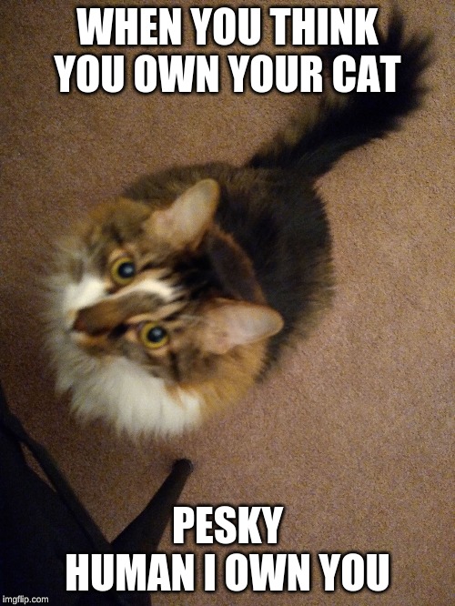 meow | WHEN YOU THINK YOU OWN YOUR CAT; PESKY HUMAN I OWN YOU | image tagged in meow | made w/ Imgflip meme maker