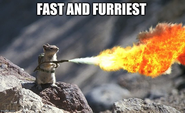 Flame War Squirrel | FAST AND FURRIEST | image tagged in flame war squirrel | made w/ Imgflip meme maker