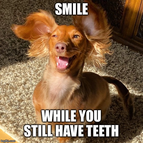 Smile | SMILE; WHILE YOU STILL HAVE TEETH | image tagged in little miss,smile,teeth,dog,puppy | made w/ Imgflip meme maker