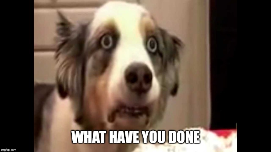 vietnam flashback dog | WHAT HAVE YOU DONE | image tagged in vietnam flashback dog | made w/ Imgflip meme maker