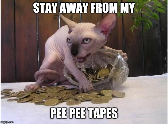 Hairless cat hoarding precious coins | STAY AWAY FROM MY PEE PEE TAPES | image tagged in hairless cat hoarding precious coins | made w/ Imgflip meme maker