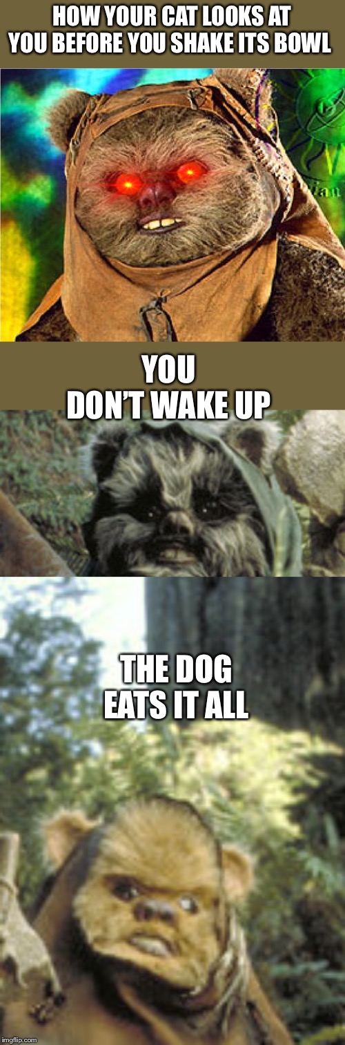 Cat ewok | HOW YOUR CAT LOOKS AT YOU BEFORE YOU SHAKE ITS BOWL; YOU DON’T WAKE UP; THE DOG EATS IT ALL | image tagged in ewok,angry ewok | made w/ Imgflip meme maker