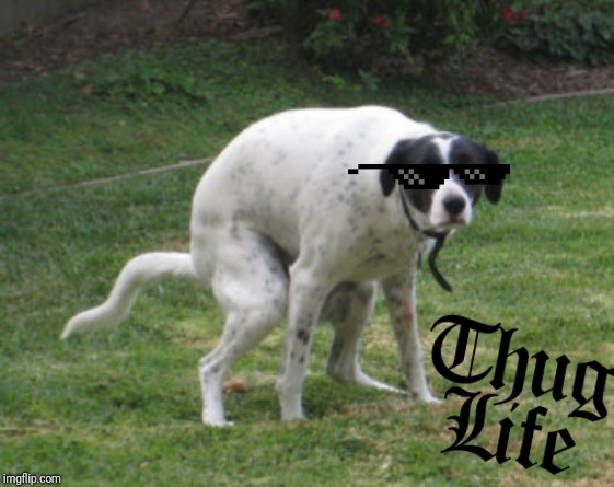 dog pooping intensely | image tagged in dog pooping intensely | made w/ Imgflip meme maker