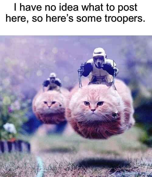 Storm Trooper Cats | I have no idea what to post here, so here’s some troopers. | image tagged in storm trooper cats,memes | made w/ Imgflip meme maker