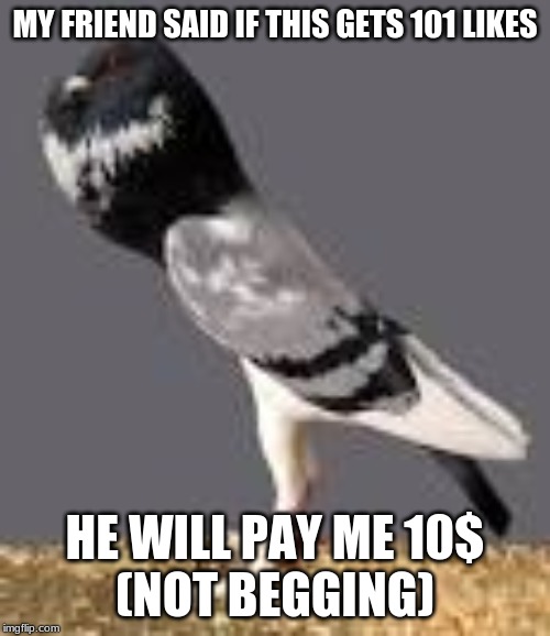 MY FRIEND SAID IF THIS GETS 101 LIKES; HE WILL PAY ME 10$
(NOT BEGGING) | image tagged in bet | made w/ Imgflip meme maker