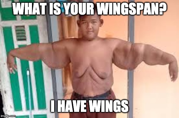 Awesome | WHAT IS YOUR WINGSPAN? I HAVE WINGS | image tagged in funny | made w/ Imgflip meme maker