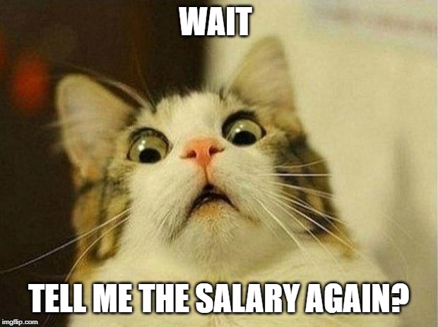 Scared Cat Meme | WAIT; TELL ME THE SALARY AGAIN? | image tagged in memes,scared cat | made w/ Imgflip meme maker