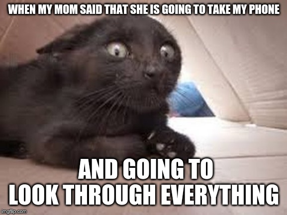 WHEN MY MOM SAID THAT SHE IS GOING TO TAKE MY PHONE; AND GOING TO LOOK THROUGH EVERYTHING | image tagged in funny cats | made w/ Imgflip meme maker