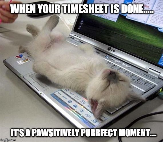 cute cat timesheet reminder | WHEN YOUR TIMESHEET IS DONE..... IT'S A PAWSITIVELY PURRFECT MOMENT.... | image tagged in cute cat timesheet reminder,timesheet reminder,timesheet,cat on keyboard,funny memes,hilarious memes | made w/ Imgflip meme maker