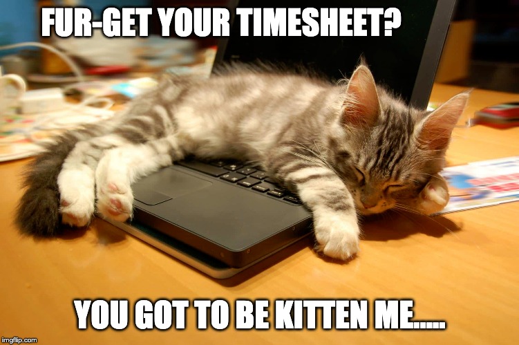kitten timesheet reminder | FUR-GET YOUR TIMESHEET? YOU GOT TO BE KITTEN ME..... | image tagged in kitten timesheet reminder,timesheet reminder,timesheet meme,cute cats,funny memes,cat on keyboard | made w/ Imgflip meme maker