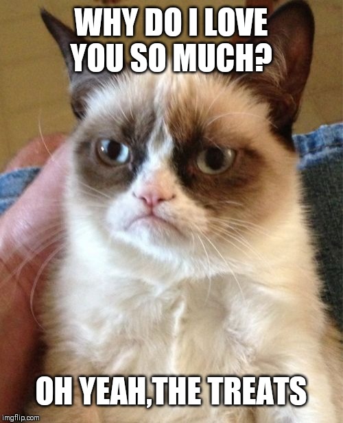 Grumpy Cat | WHY DO I LOVE YOU SO MUCH? OH YEAH,THE TREATS | image tagged in memes,grumpy cat | made w/ Imgflip meme maker