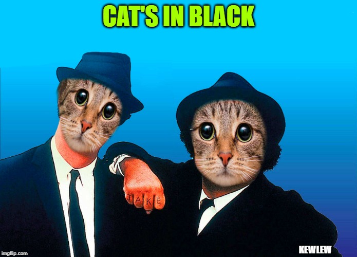 CAT'S IN BLACK; KEWLEW | made w/ Imgflip meme maker