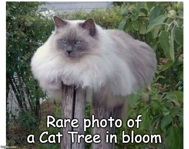 Cat Tree | Rare photo of a Cat Tree in bloom | image tagged in cat tree,cat humor | made w/ Imgflip meme maker