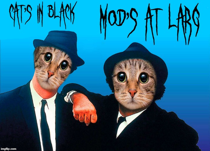 CATS IN BLACK; MODS AT LARG | made w/ Imgflip meme maker