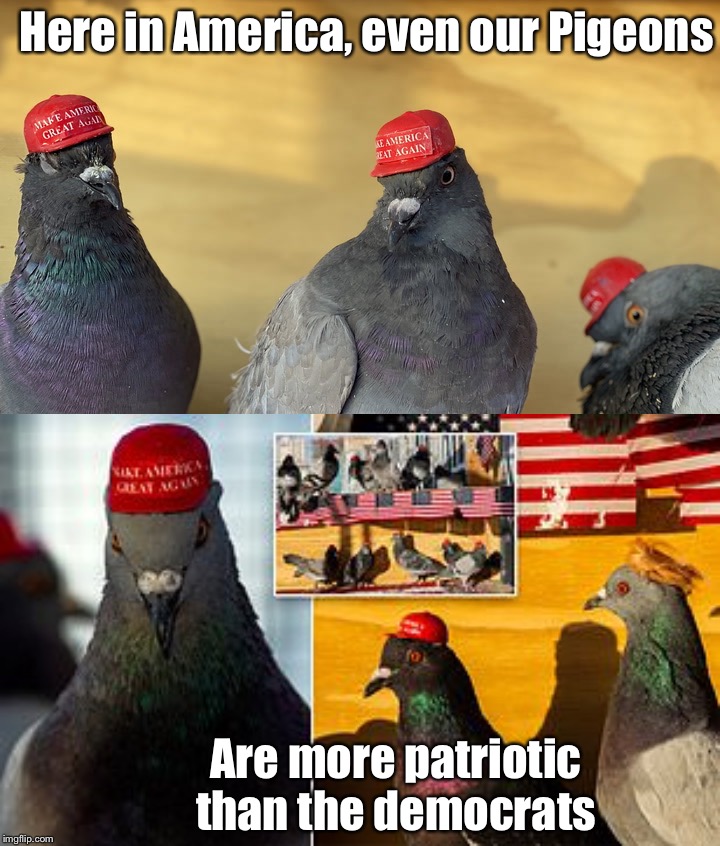 MAGA birds | Here in America, even our Pigeons; Are more patriotic than the democrats | image tagged in maga | made w/ Imgflip meme maker