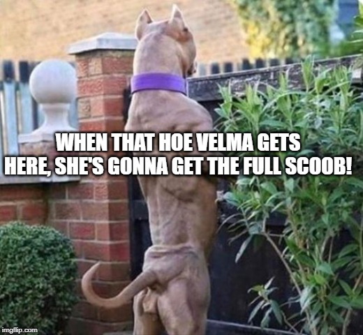 Horny Doo | WHEN THAT HOE VELMA GETS HERE, SHE'S GONNA GET THE FULL SCOOB! | image tagged in jacked scooby | made w/ Imgflip meme maker