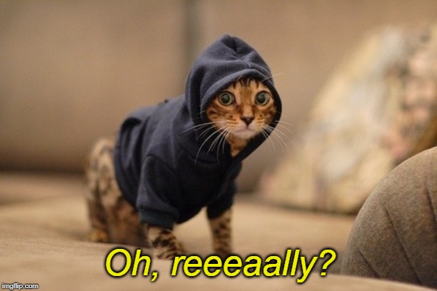 Hoody Cat Meme | Oh, reeeaally? | image tagged in memes,hoody cat | made w/ Imgflip meme maker